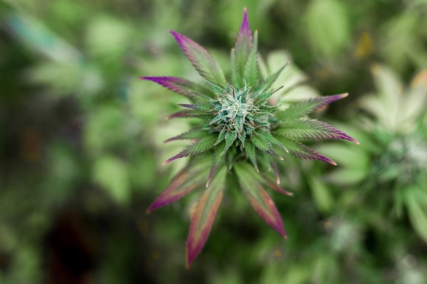 Fleurs de chanvre : toutes les variétés pour satisfaire vos envies