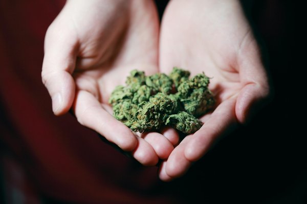 Cali weed : les variétés incontournables à découvrir absolument